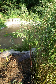 Teichprovisorium fr Teichrosen, Schilfe und Unterwasserpflanzen. - und der riesige Bambus hat es auch geschafft.